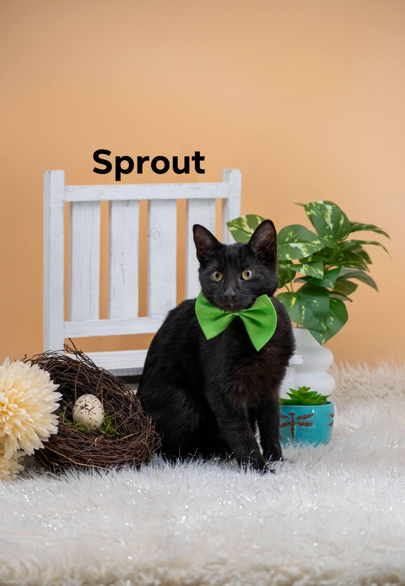 Sprout, ADOPTABLE, Kitten Male Domestic Short Hair.
