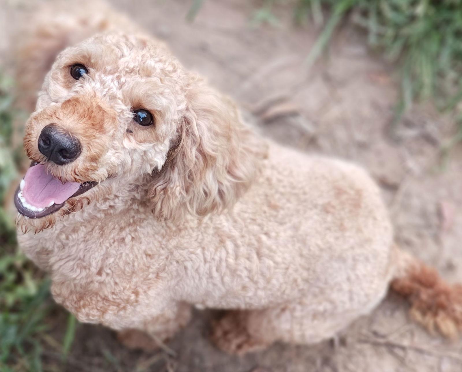 Enlarge Jax, a Adopted Poodle in Baileyton, AL image 1/2