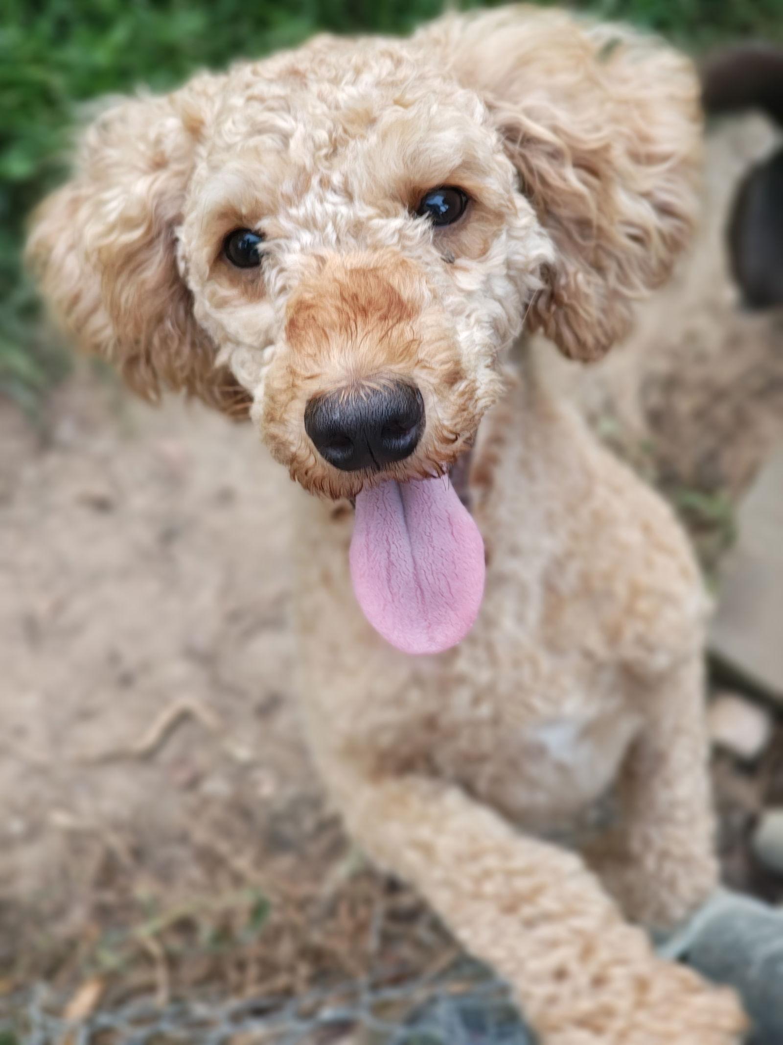 Enlarge Jax, a Adopted Poodle in Baileyton, AL image 2/2