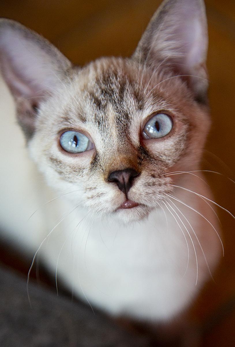 Mimi (and Gigi), Adopted, Adult Female Siamese & Domestic Short Hair.