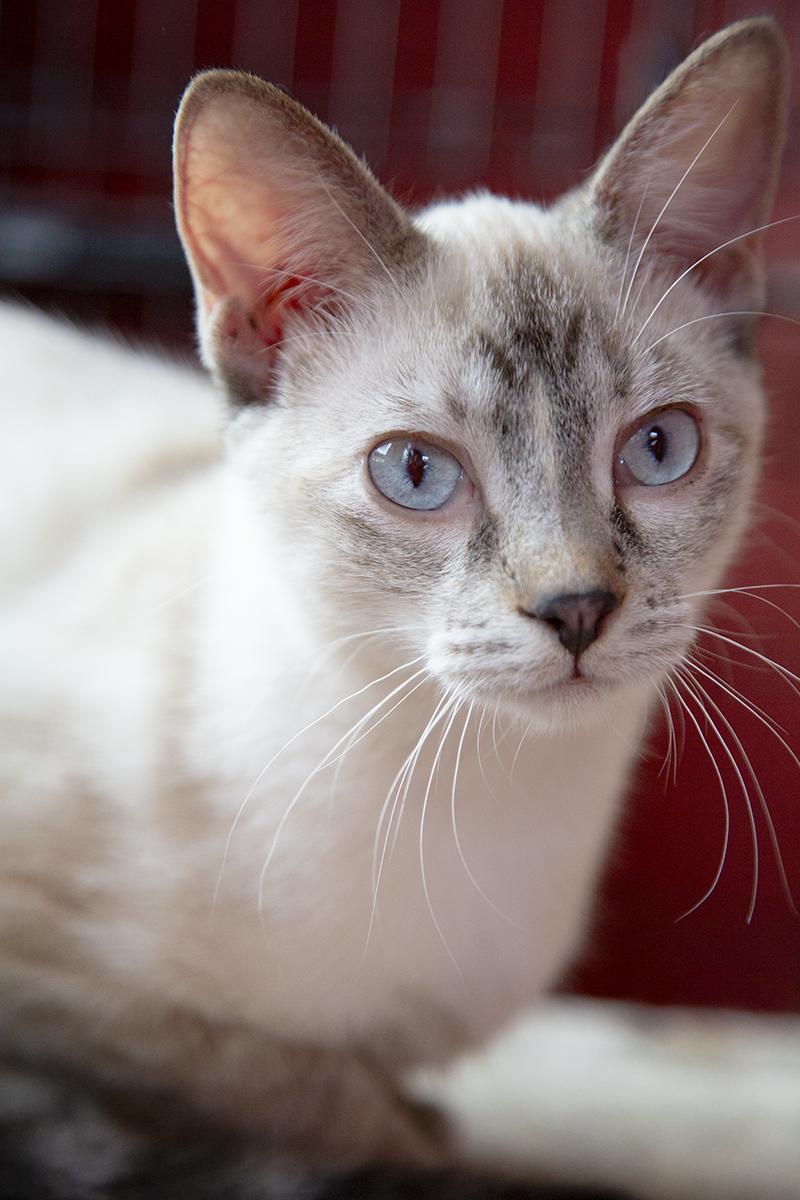 Mimi (and Gigi), a Adopted mixed breed in Chicago, IL image 2/6