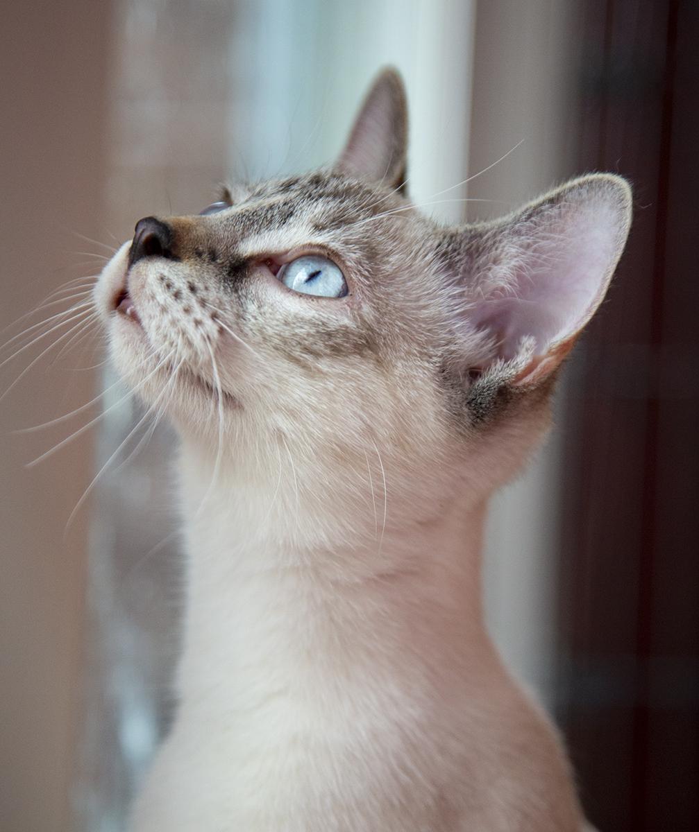 Mimi (and Gigi), a Adopted mixed breed in Chicago, IL image 3/6