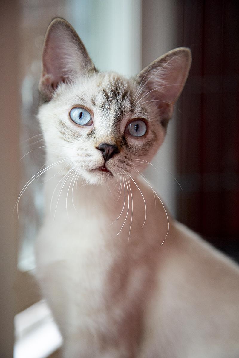 Mimi (and Gigi), a Adopted mixed breed in Chicago, IL image 6/6