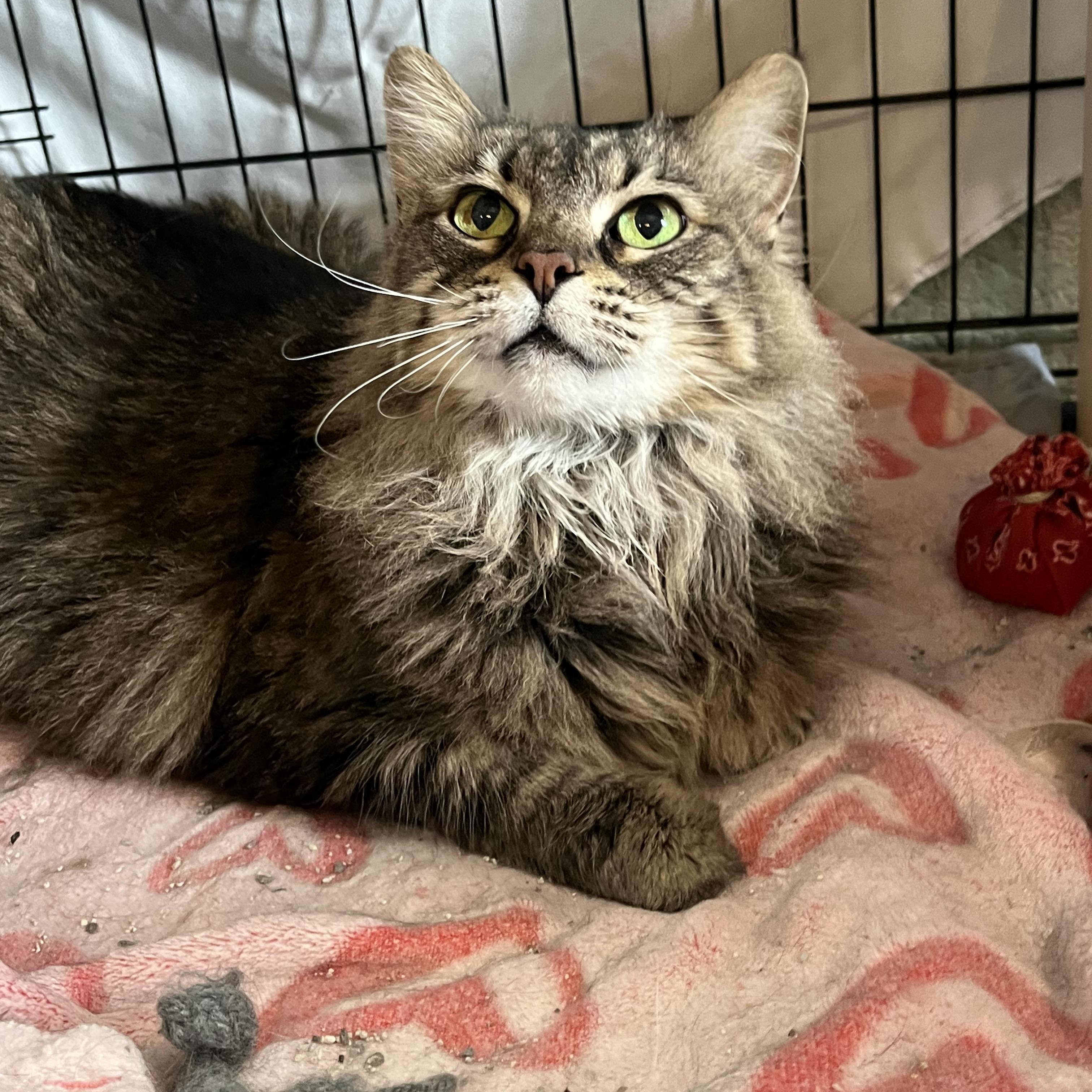 Pumpkin, Adult Female unknown