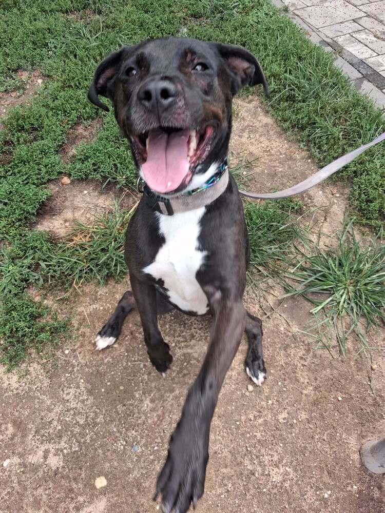 Quattro, Adoptable, Adult Female Pit Bull Terrier & Terrier.