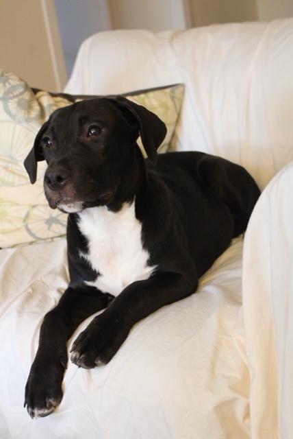 Enlarge Quattro, a Adoptable mixed breed in Valley Stream, NY image 2/6