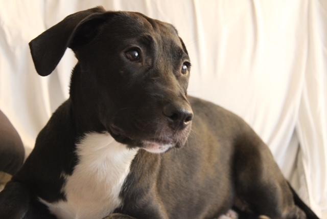 Enlarge Quattro, a Adoptable mixed breed in Valley Stream, NY image 4/6