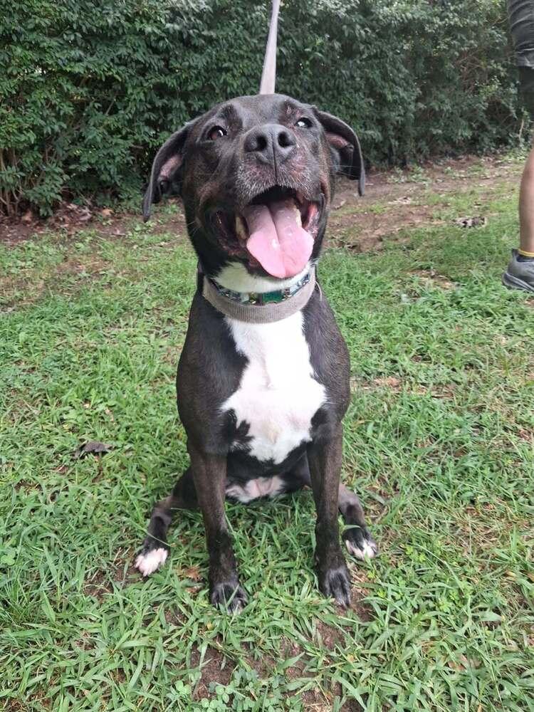 Enlarge Quattro, a Adoptable mixed breed in Valley Stream, NY image 5/6