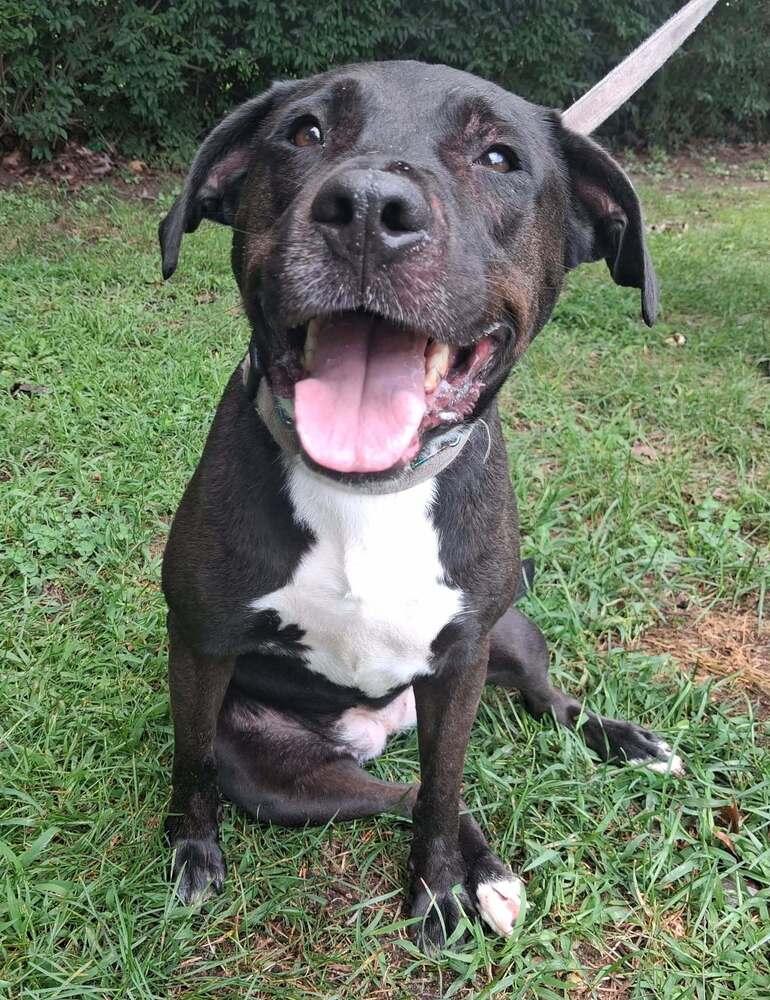 Enlarge Quattro, a Adoptable mixed breed in Valley Stream, NY image 6/6