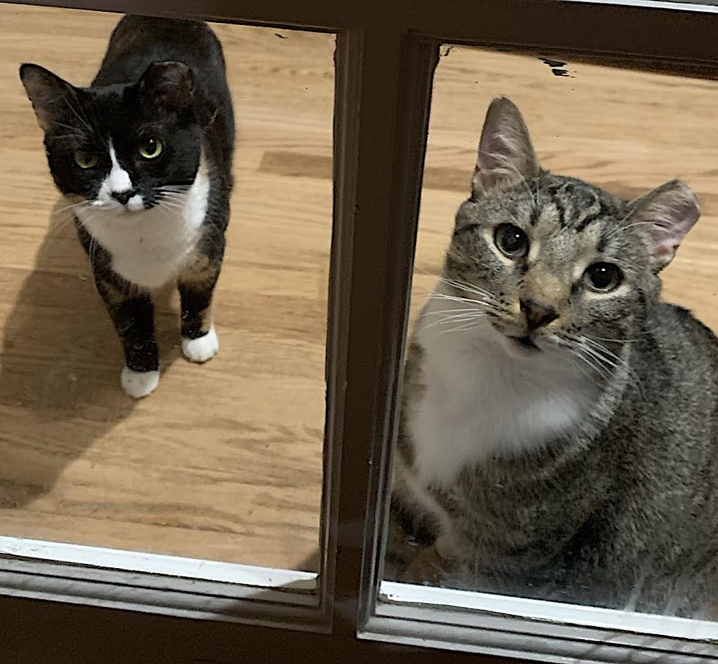 Enlarge Mama Bear, Poppa Bear, and Baby Bear (The Bears), a Adoptable Domestic Short Hair in Atlanta, GA image 5/6