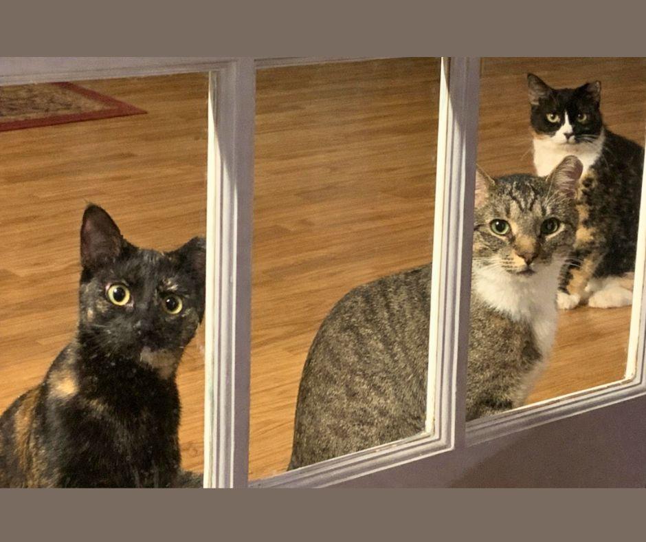 Enlarge Mama Bear, Poppa Bear, and Baby Bear (The Bears), a Adoptable Domestic Short Hair in Atlanta, GA image 3/6