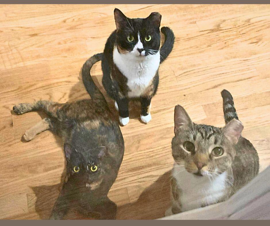 Enlarge Mama Bear, Poppa Bear, and Baby Bear (The Bears), a Adoptable Domestic Short Hair in Atlanta, GA image 2/6