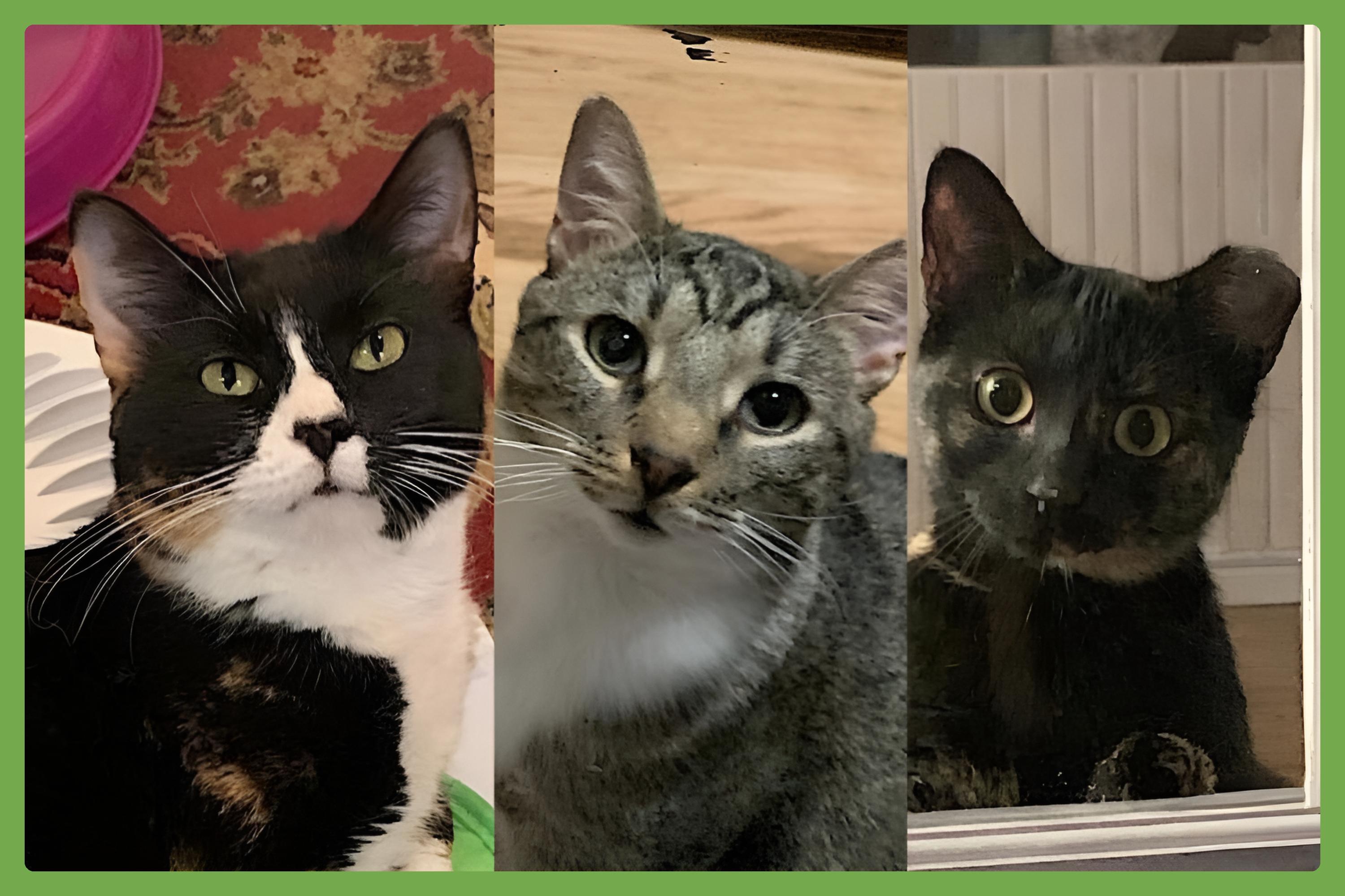 Enlarge Mama Bear, Poppa Bear, and Baby Bear (The Bears), a Adoptable Domestic Short Hair in Atlanta, GA image 1/6