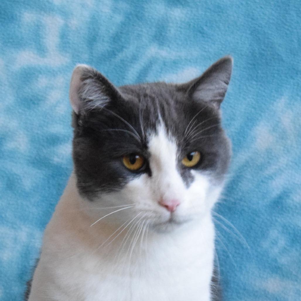 Khonsu, Adoptable, Adult Male Domestic Short Hair.