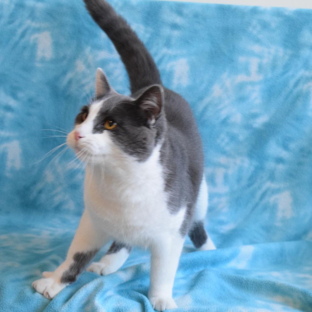 Enlarge Khonsu, a Adoptable Domestic Short Hair in Eureka, CA image 2/4