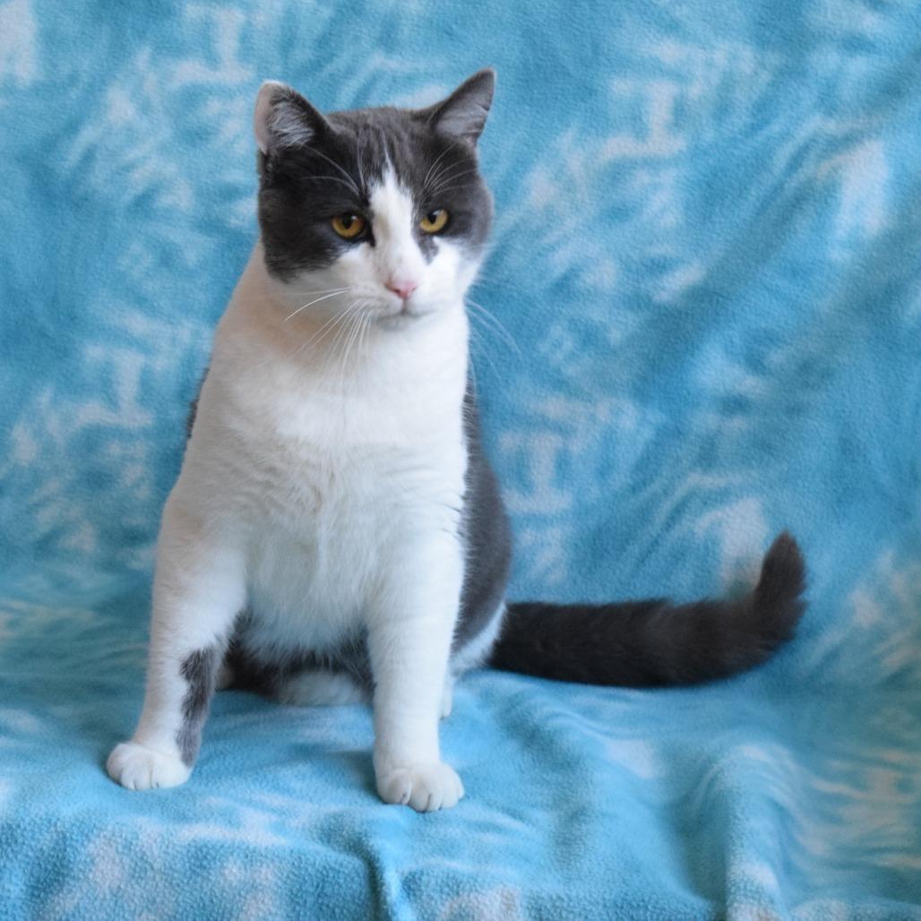 Enlarge Khonsu, a Adoptable Domestic Short Hair in Eureka, CA image 3/4