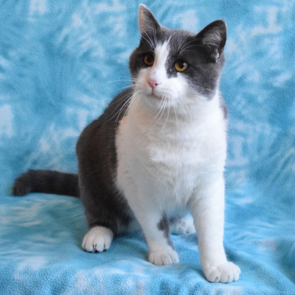 Enlarge Khonsu, a Adoptable Domestic Short Hair in Eureka, CA image 4/4