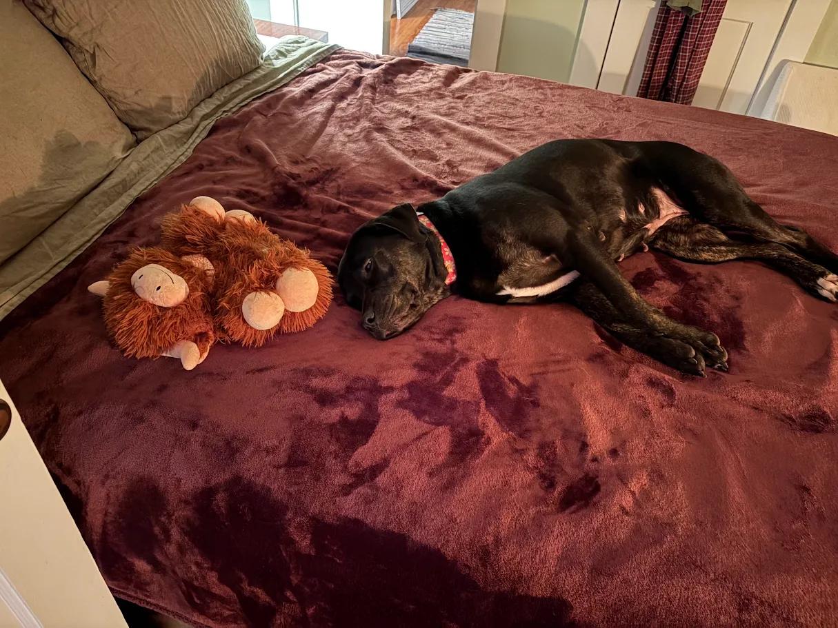 Short (158018) (In a foster home), a ADOPTABLE Labrador Retriever in Baton Rouge, LA image 4/5