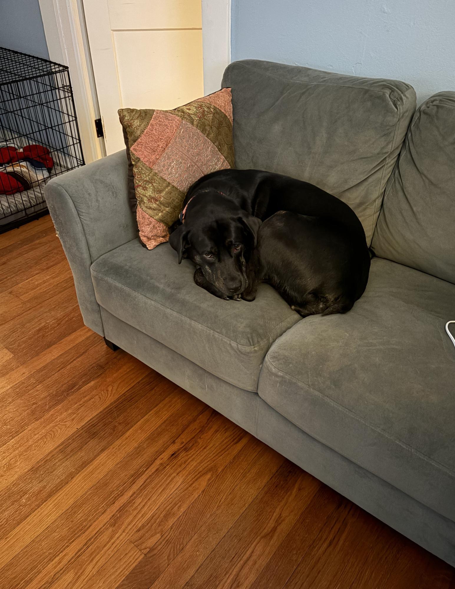 Short (158018) (In a foster home), a ADOPTABLE Labrador Retriever in Baton Rouge, LA image 2/5