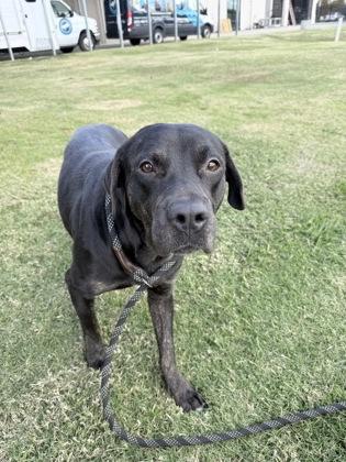 Short (158018) (In a foster home), a ADOPTABLE Labrador Retriever in Baton Rouge, LA image 5/5