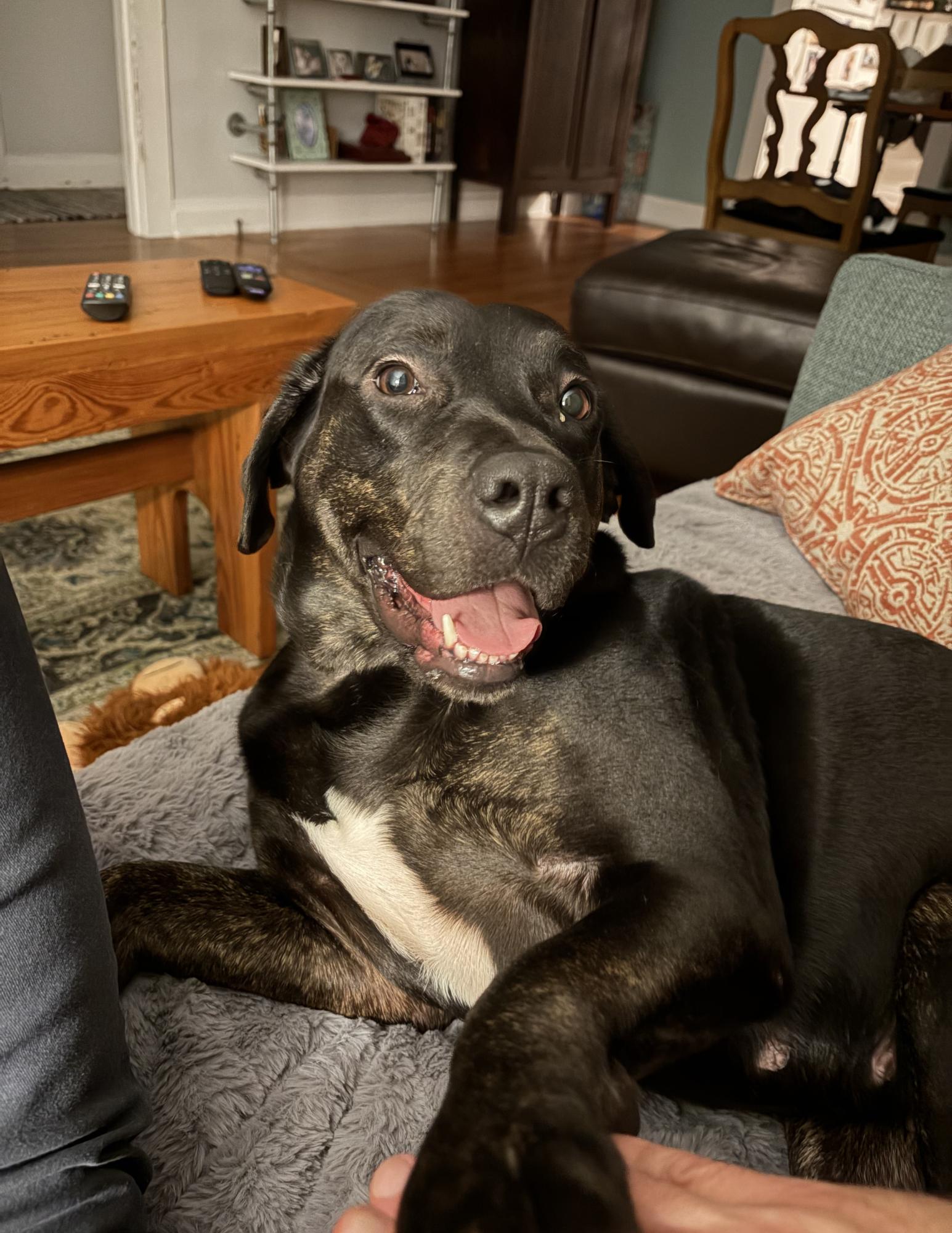 Short (158018) (In a foster home), a ADOPTABLE Labrador Retriever in Baton Rouge, LA image 1/5