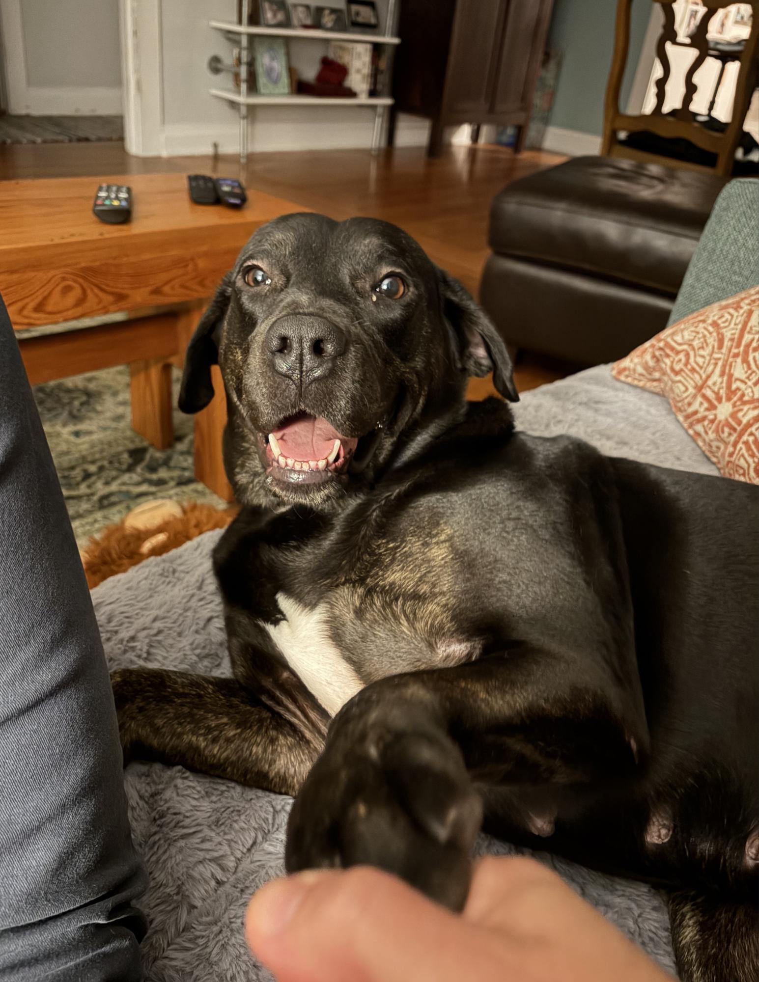 Short (158018) (In a foster home), a ADOPTABLE Labrador Retriever in Baton Rouge, LA image 3/5