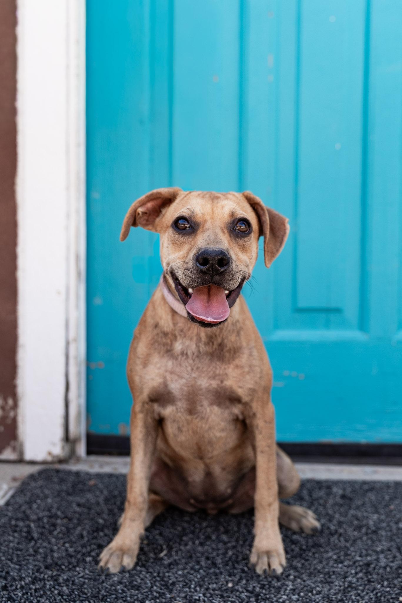 448-26, ADOPTABLE, Puppy Female Boxer.
