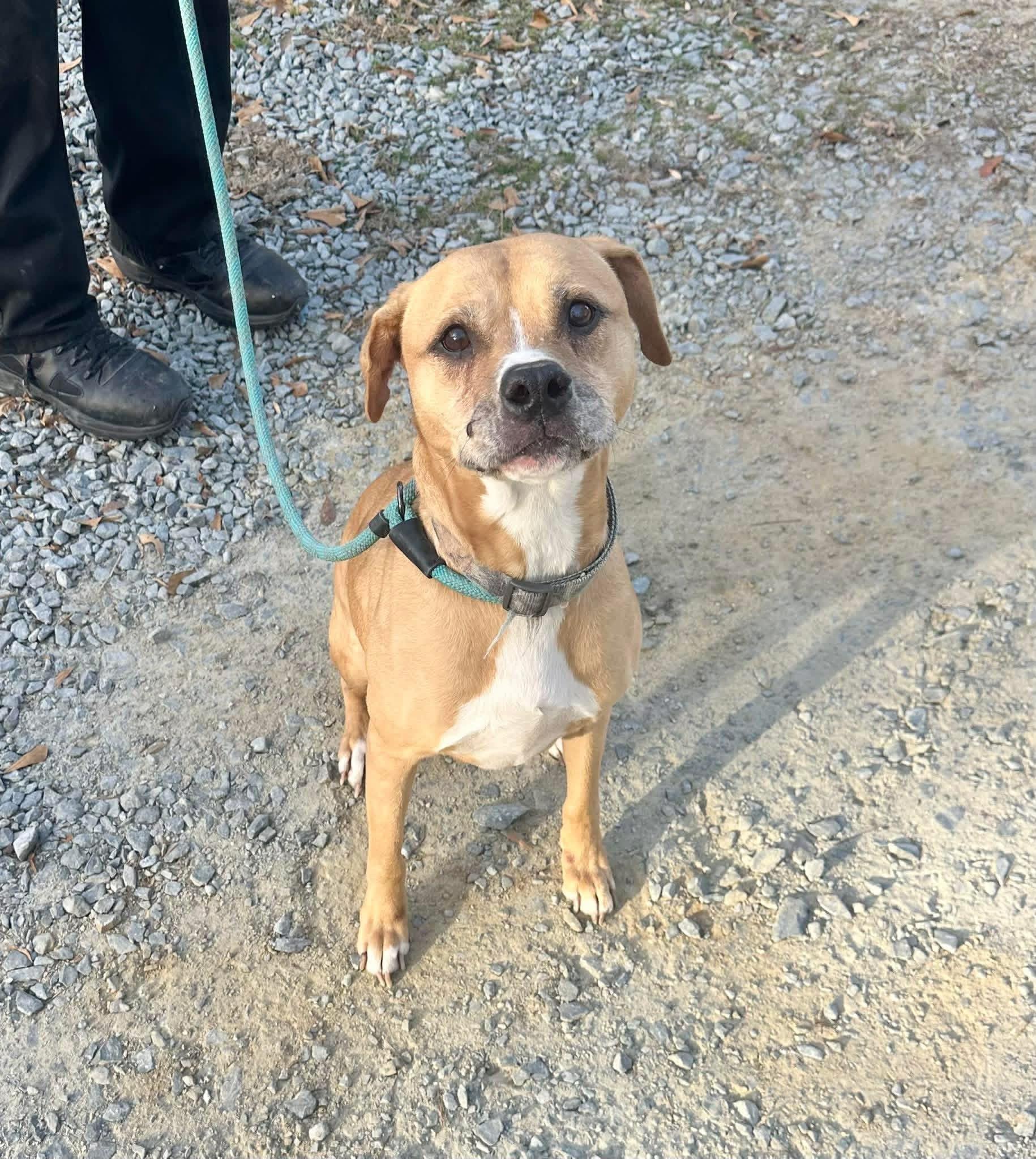 Enlarge Amanda, a ADOPTABLE mixed breed in Elizabethtown, NC image 1/1