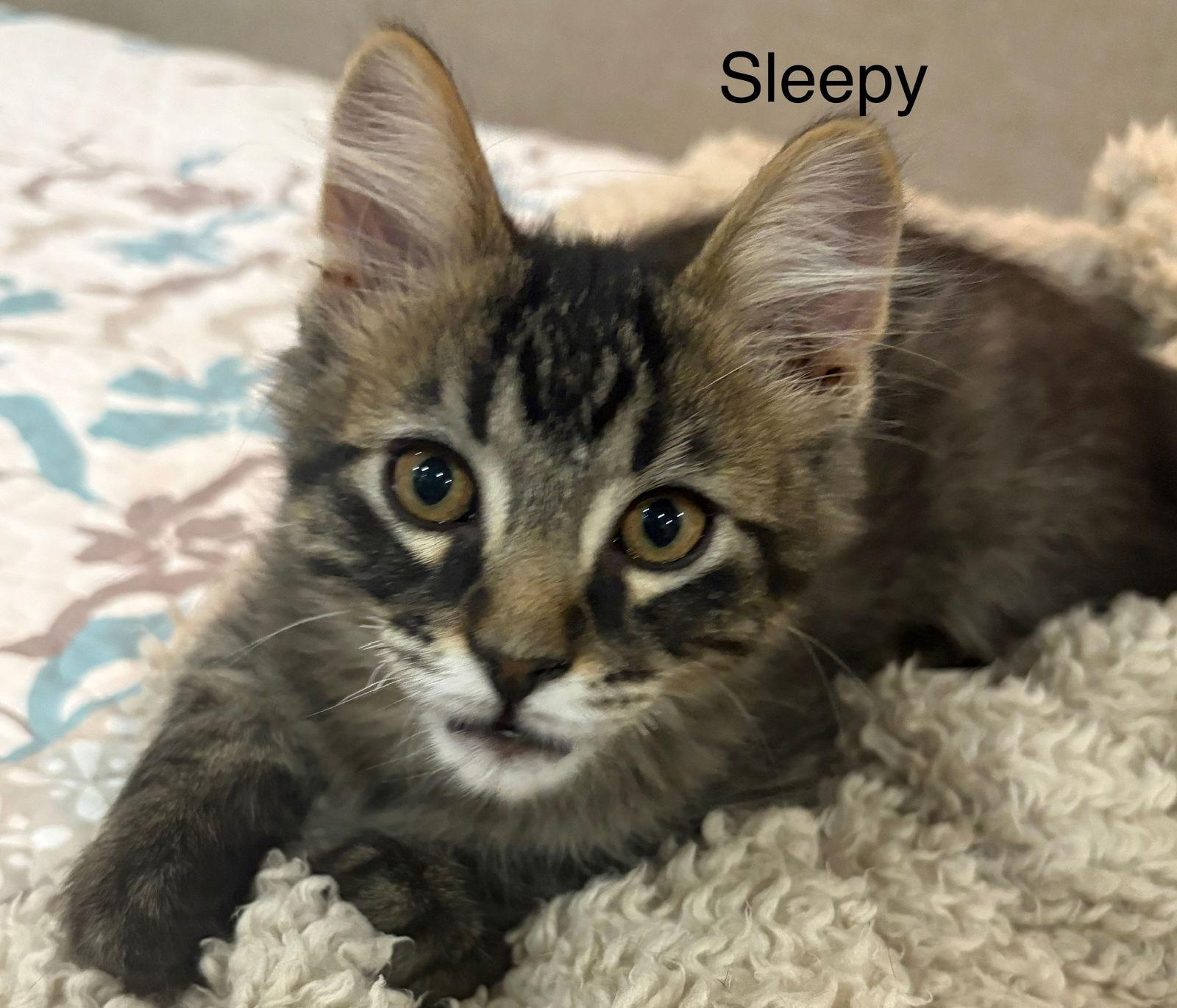 Sleepy, Adopted, Kitten Male Domestic Short Hair.