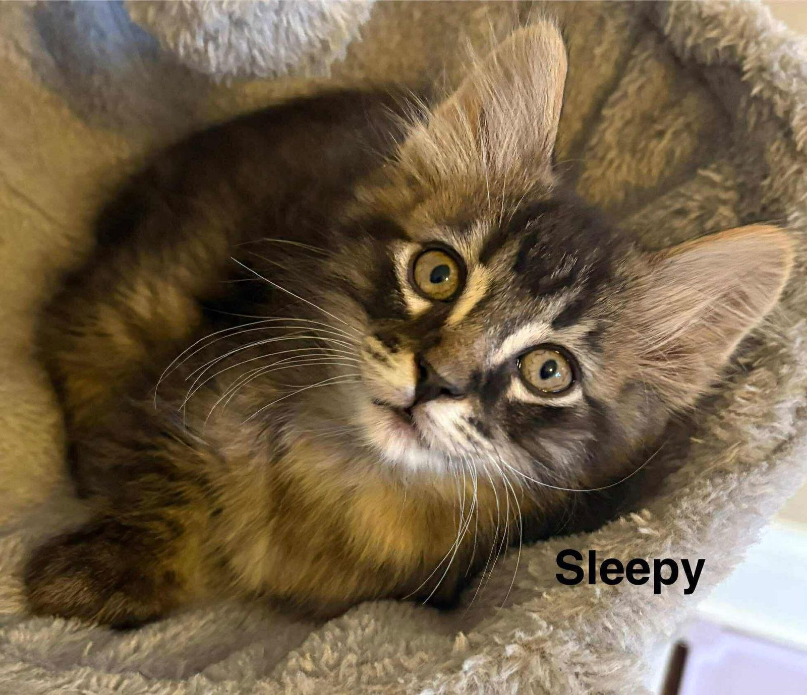 Sleepy, a Adopted Domestic Short Hair in West Des Moines, IA image 2/3