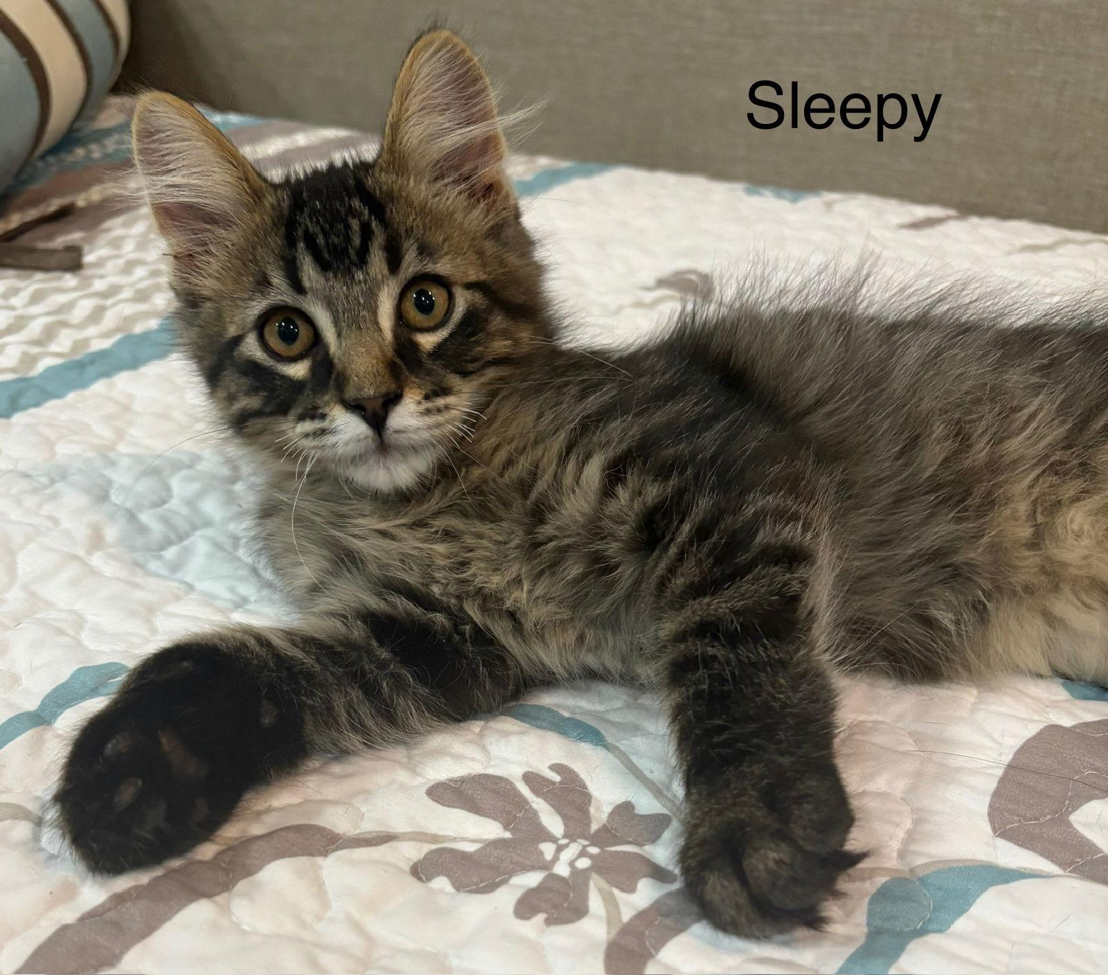Sleepy, a Adopted Domestic Short Hair in West Des Moines, IA image 3/3