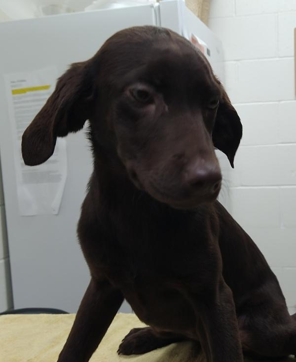 Enlarge Azi, a Adoptable mixed breed in Pocatello, ID image 1/1