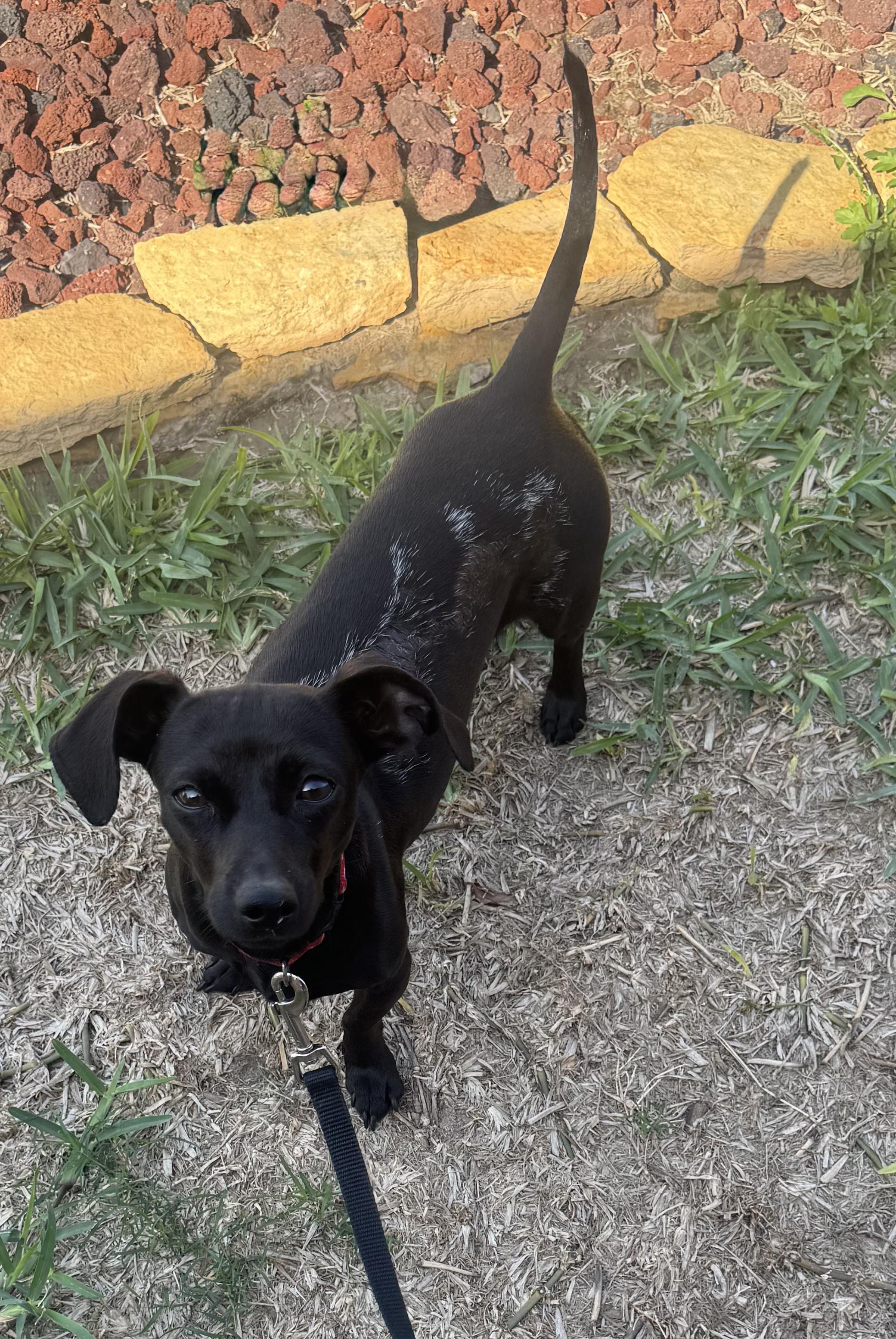 Enlarge Birdy, a Adoptable mixed breed in Gainesville , TX image 2/3