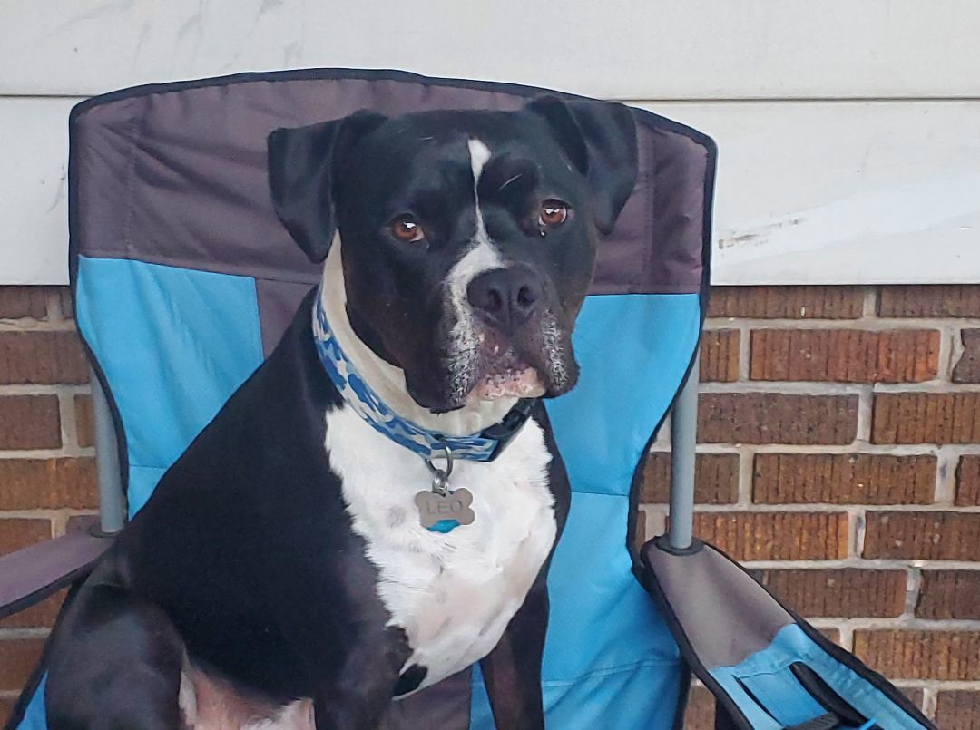 Enlarge Leo, a Adopted American Staffordshire Terrier in Sheboygan, WI image 1/6