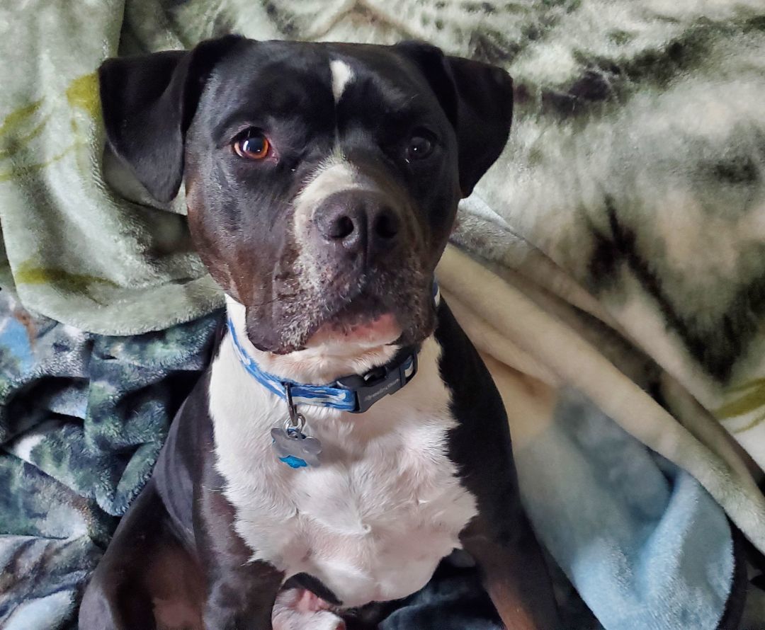 Enlarge Leo, a Adopted American Staffordshire Terrier in Sheboygan, WI image 2/6