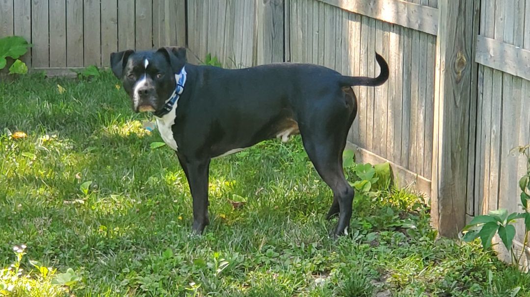 Enlarge Leo, a Adopted American Staffordshire Terrier in Sheboygan, WI image 3/6