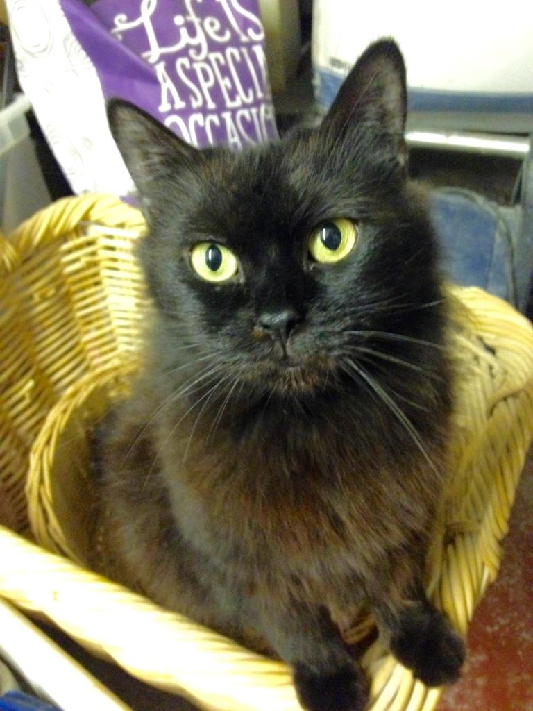 Enlarge Bright Eyes, a Adoptable mixed breed in Kansas City, MO image 1/2