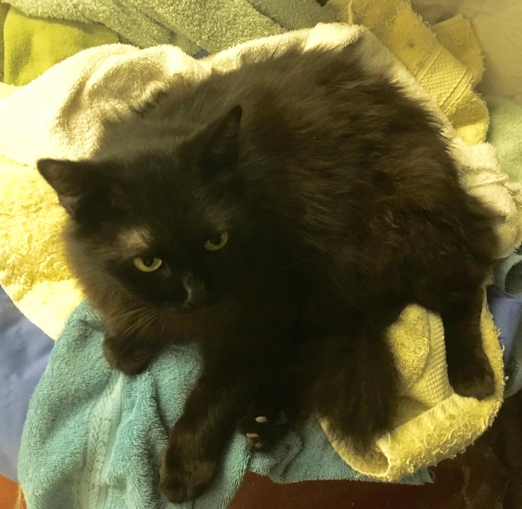 Enlarge Bright Eyes, a Adoptable mixed breed in Kansas City, MO image 2/2