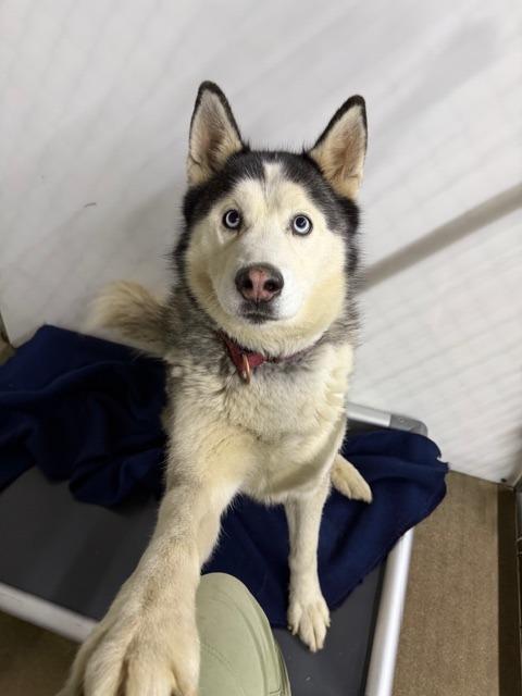 Andy, Adoptable, Adult Male Husky.
