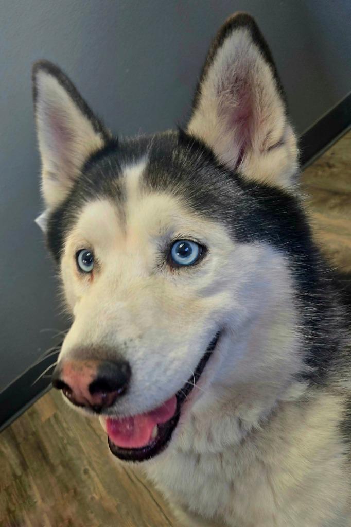 Andy, a Adoptable Husky in Lagrange, IN image 3/3