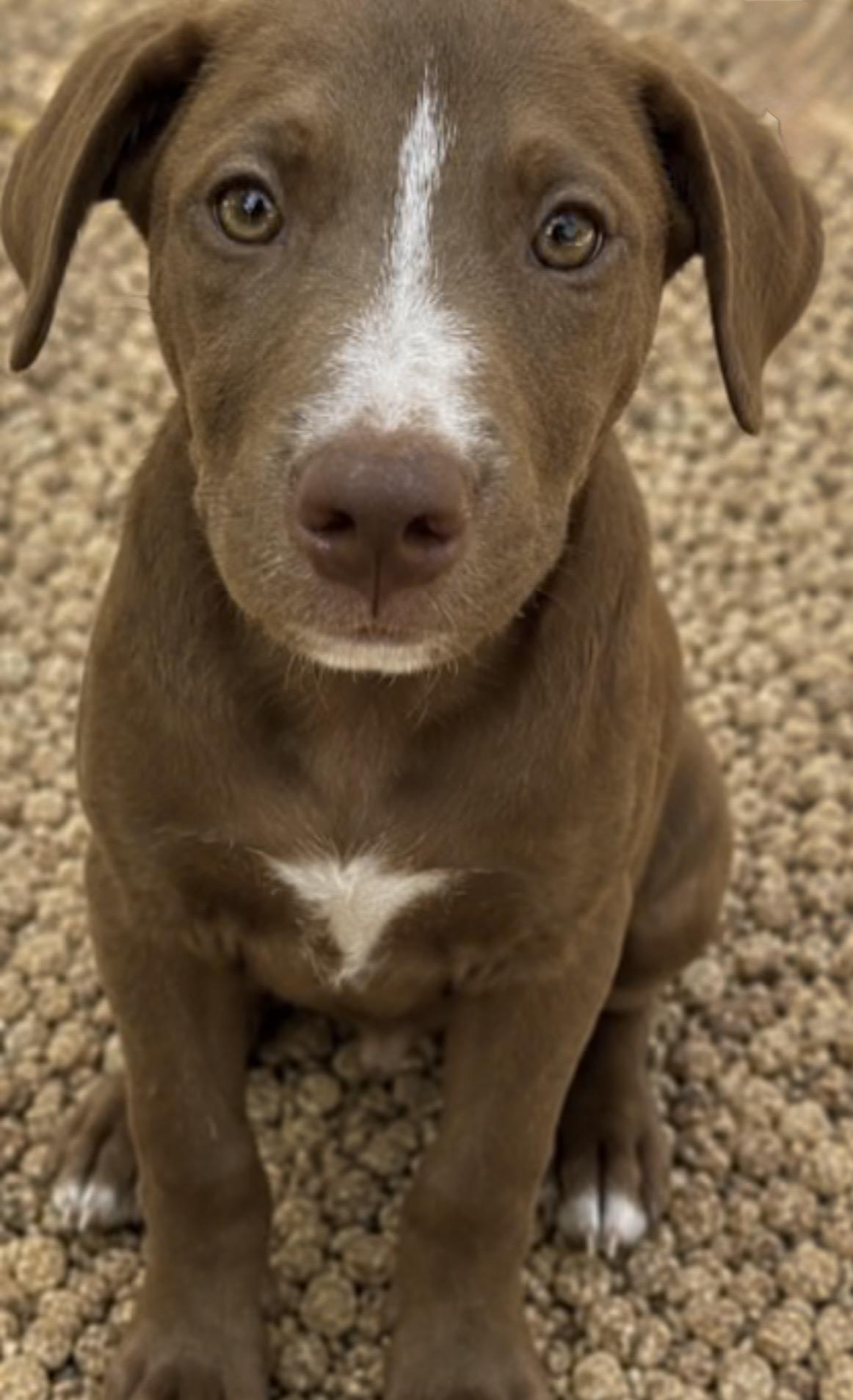 Gemma, an adopted mixed breed in Watertown, CT image 2/3