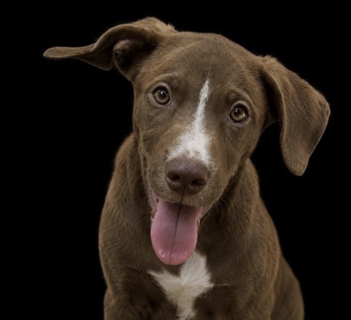 Gemma, an adopted mixed breed in Watertown, CT image 1/3