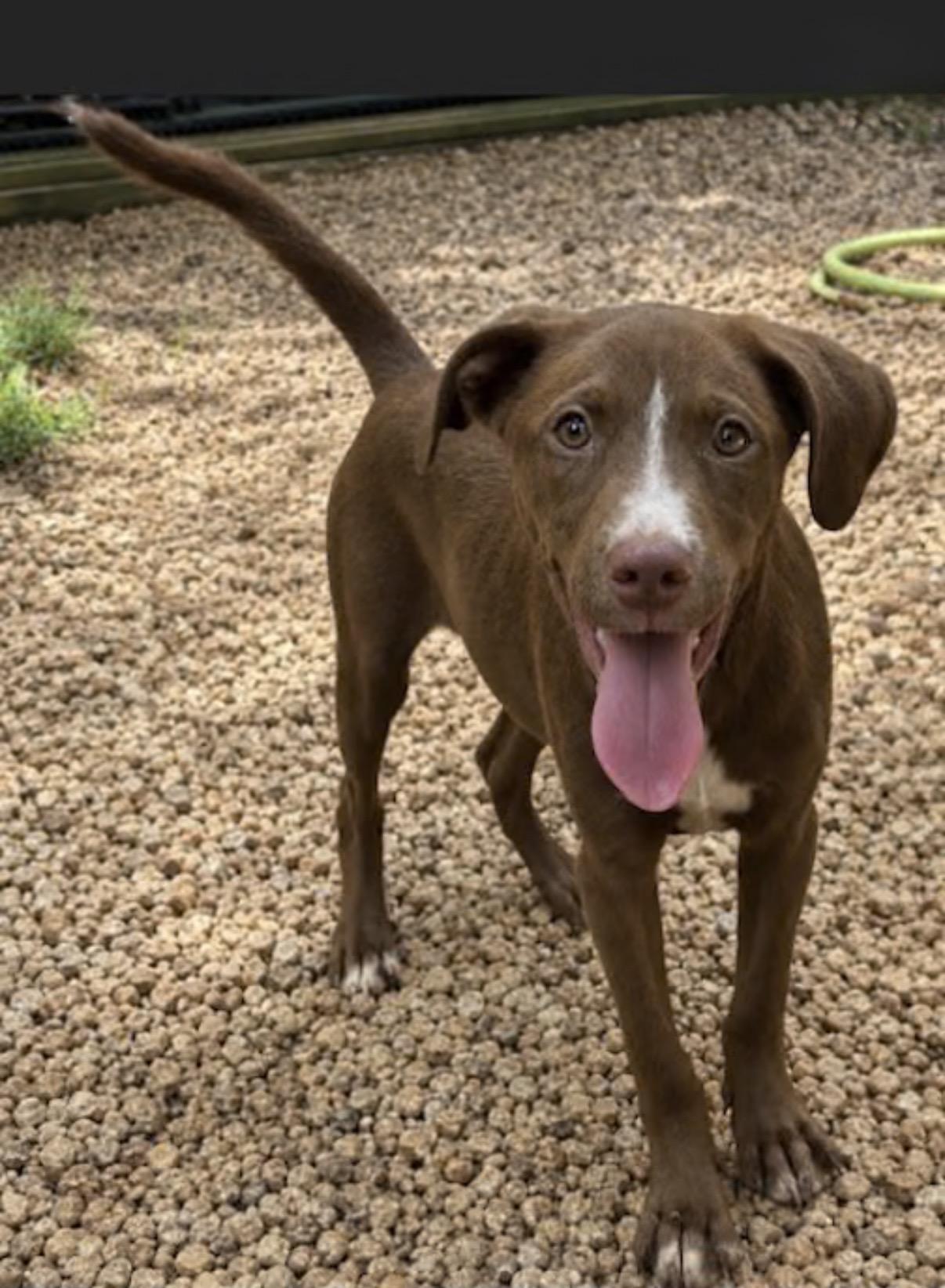 Gemma, an adopted mixed breed in Watertown, CT image 3/3