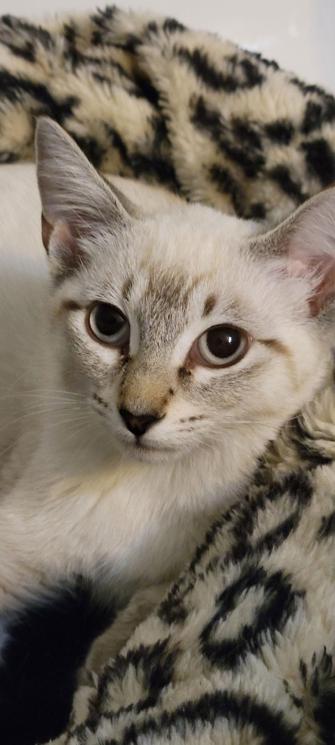 Lucy, Adoptable, Young Female Tabby.