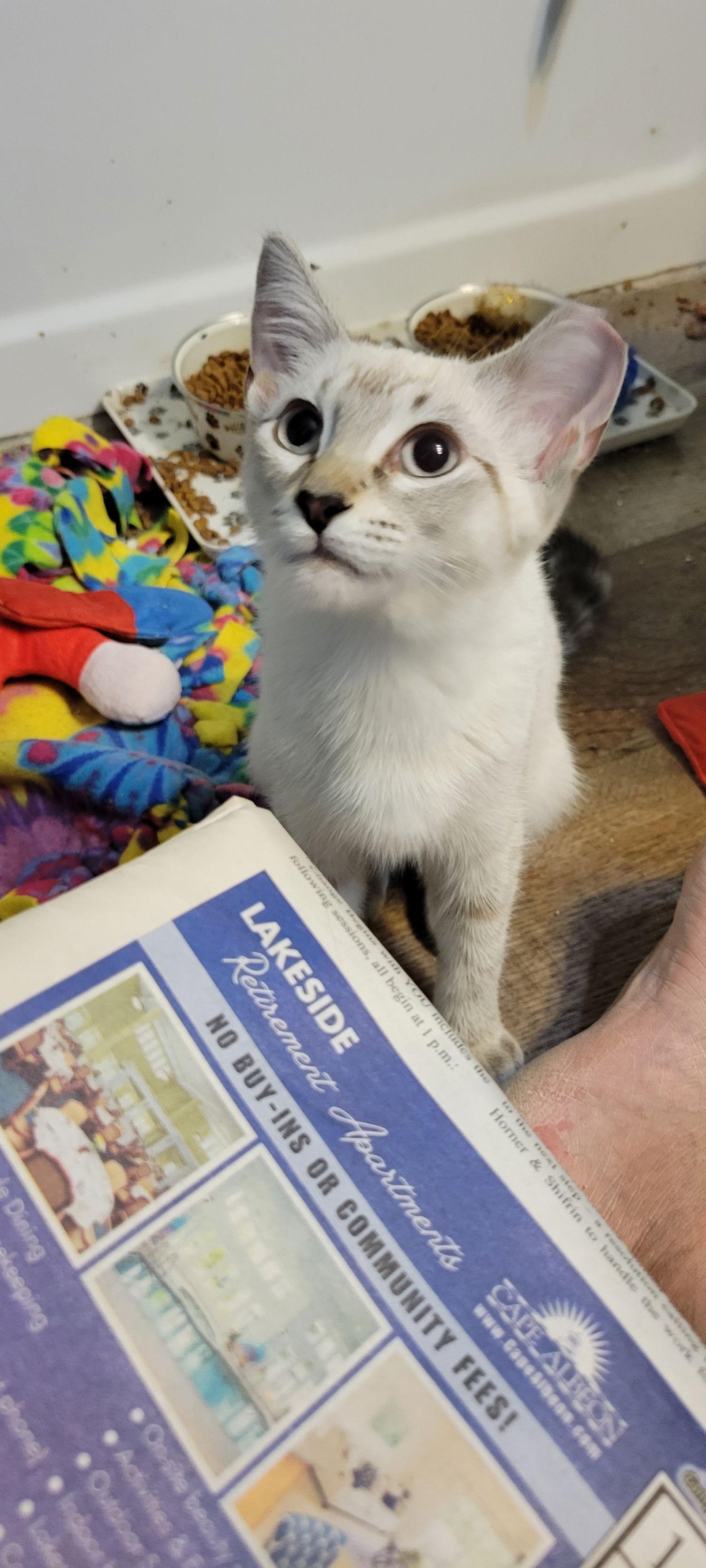 Lucy, a Adoptable Tabby in Eureka, MO image 3/3