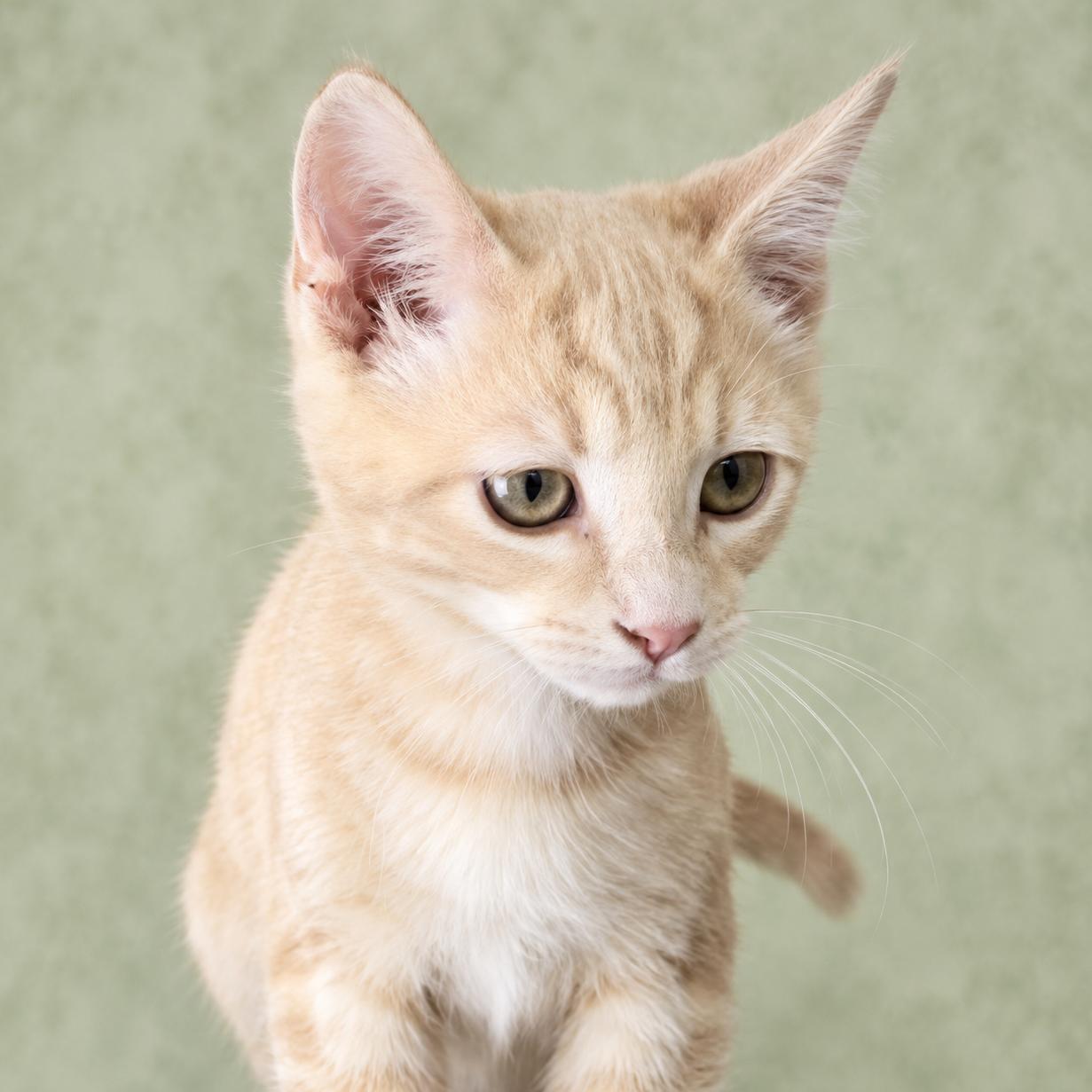 Enlarge Pretzel, a Adoptable mixed breed in Long Beach, WA image 2/5