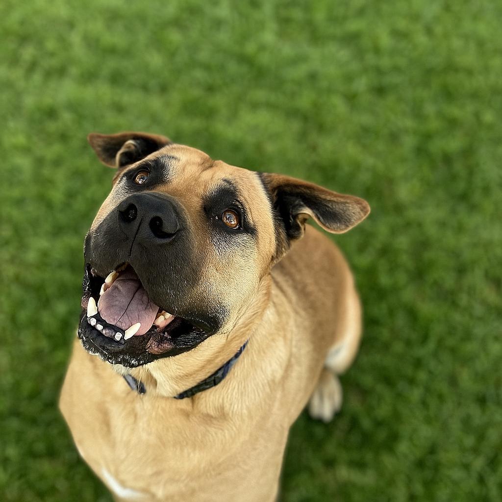 Enlarge Conan, a Adoptable mixed breed in Kenedy, TX image 1/5