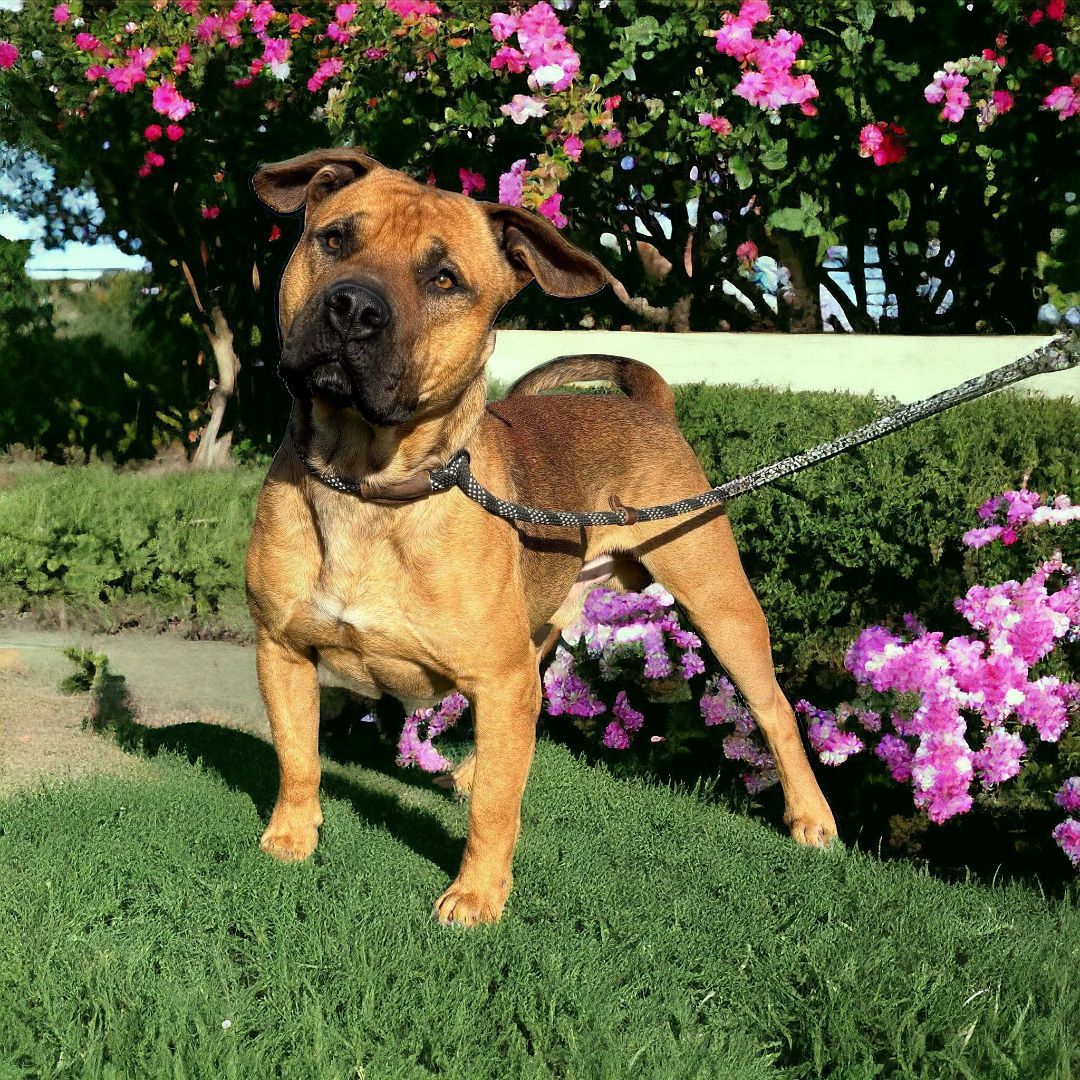 Enlarge Conan, a Adoptable mixed breed in Kenedy, TX image 2/5