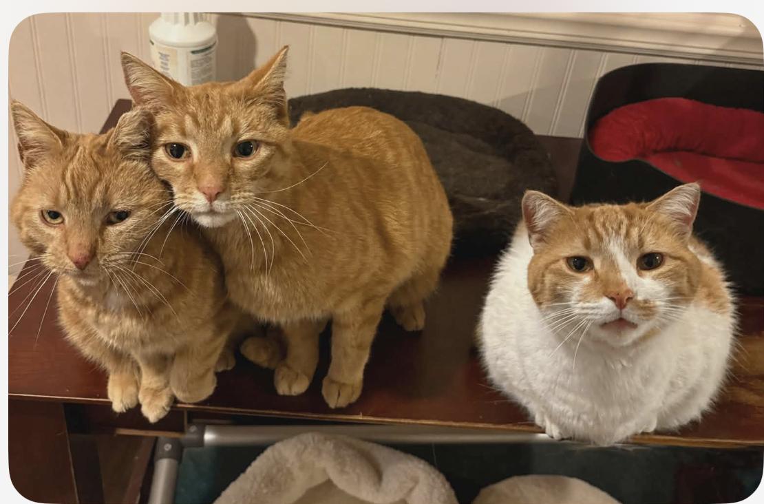 The Orange Cat Family, ADOPTABLE, Adult Male Domestic Short Hair.