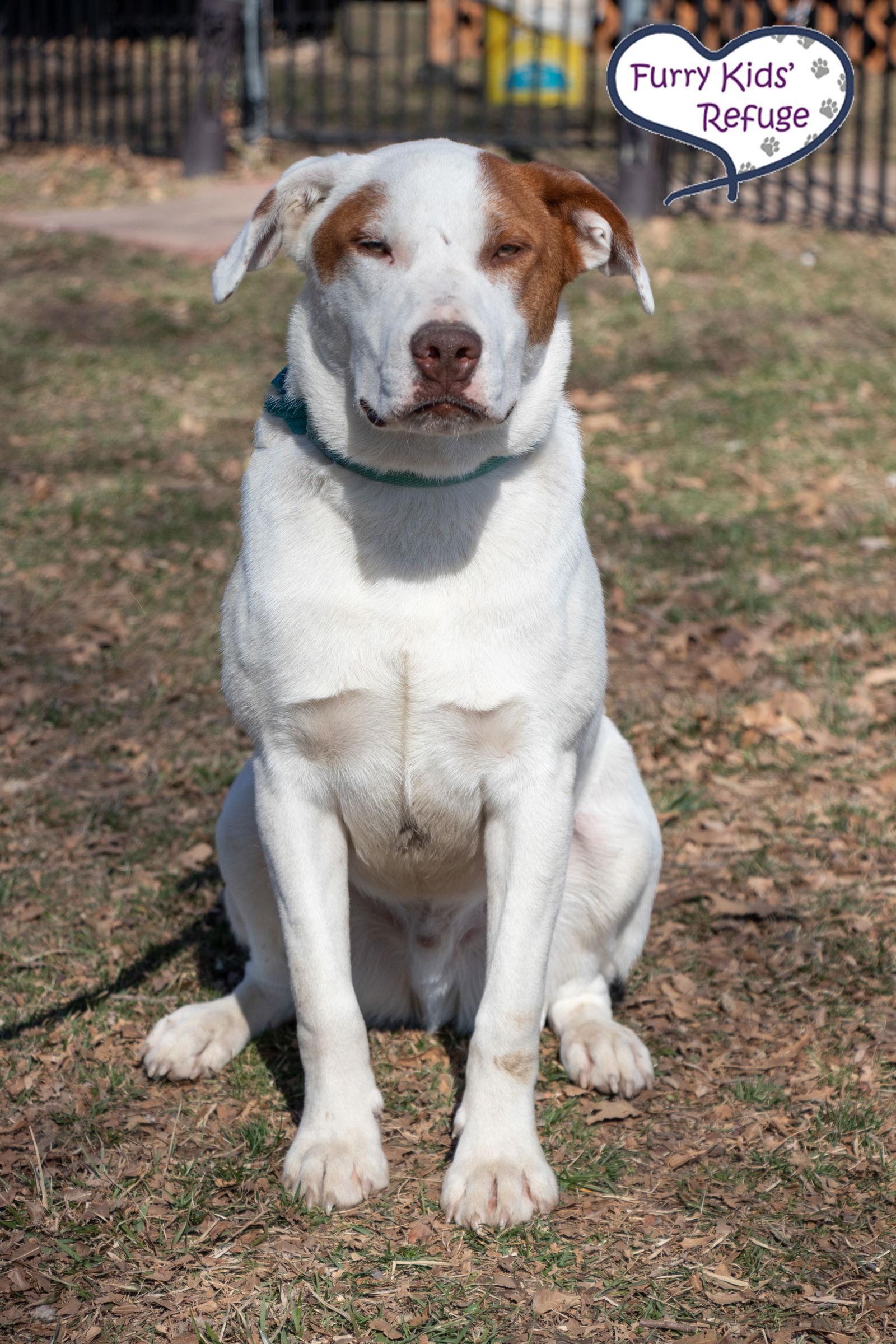 Lego, Adoptable, Young Male American Staffordshire Terrier & Retriever.